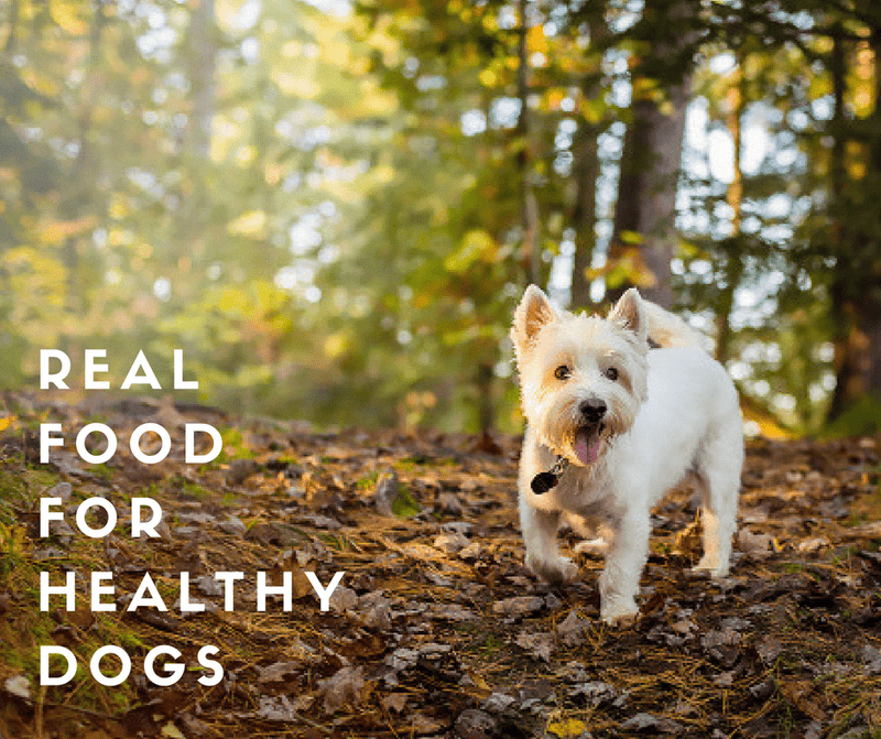 Canidae samples hot sale